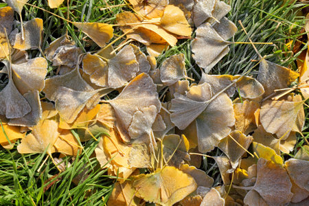 Yellow autumn frozen ginkgo leaves in morningの写真素材