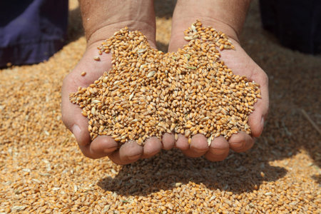 Farmer hands holding handful of wheat at wheat cropの写真素材