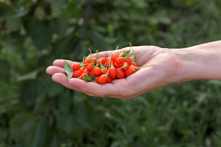 Agriculture, farmer holding goji berry fruit in hands, healthy eatingの写真素材