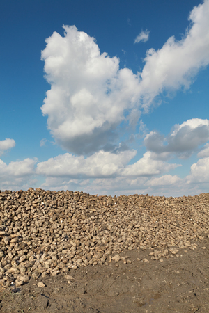 Agriculture, autumn time, sugar beet, root harvesting in fieldの写真素材
