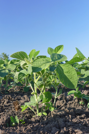 Green cultivated soy plant in field with clear blue sky, springの写真素材