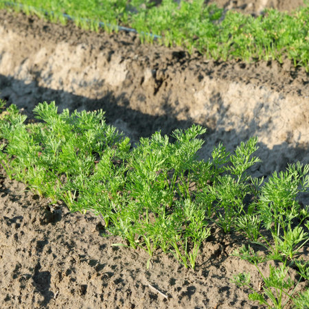 Agriculture, carrot field in early summer, closeup of plantの写真素材