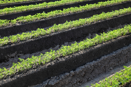 Agriculture, carrot field in early summer, rows of plantの写真素材