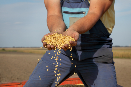 Farmer hold soybean crop in hands after harvestの写真素材