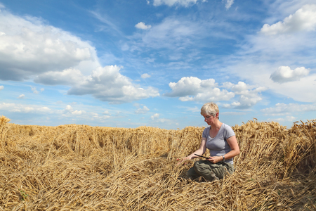 Female farmer or agronomist examine damaged wheat plant in field using tablet, harvest timeの写真素材