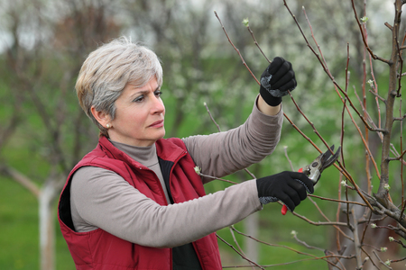 Mid adult female pruning tree in orchard selective focus on faceの写真素材