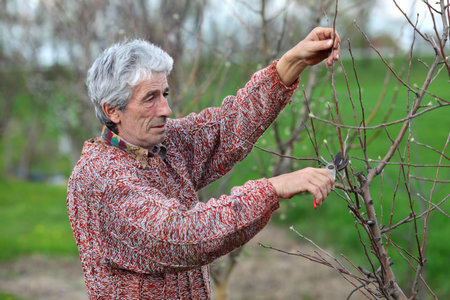 Mid adult man pruning tree in orchard selective focus on face