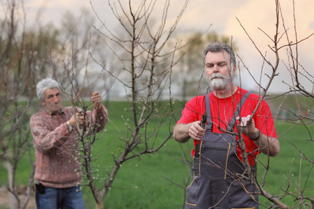 Two adult men pruning tree in orchard selective focus on face
