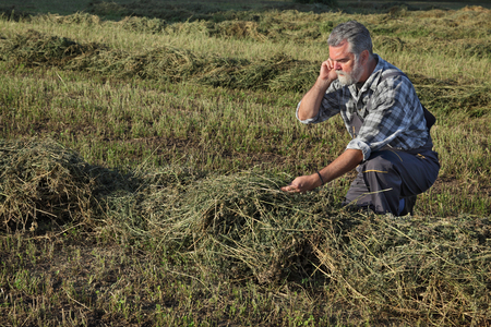 Farmer or agronomist examine clover plant field after harvest and speaking by phoneの写真素材