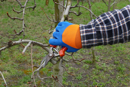 Pruning tree in orchard, closeup of hand and tool
