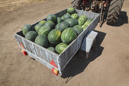 Heap of watermelon at tractor trailer, farmers marketの写真素材