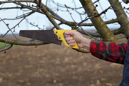Pruning tree in orchard, closeup of hand and handsaw tool