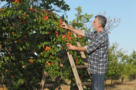 Farmer or agronomist examining and picking apricot fruit from tree in orchardの写真素材