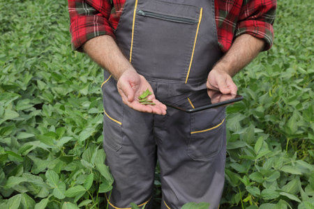 Farmer or agronomist in field examining green soybean crop and plants using tablet