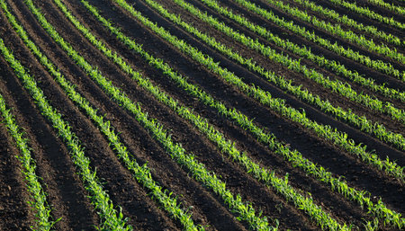 Rows of young green corn plants in field in spring sunset, high angle  view above