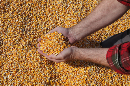 Corn harvest, farmer at heap of crop holding and pouring seed, closeup of hands with seedの写真素材