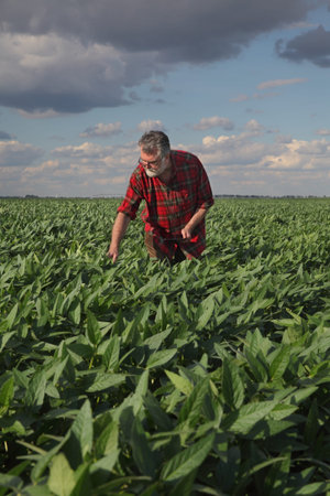 Farmer or agronomist examining green soybean plant in field
