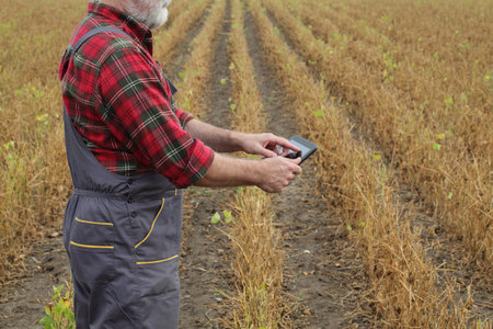 Farmer or agronomist examining soybean plant in field  ready for harvest, using tablet