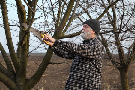 Adult farmer pruning apricot tree in orchard using loppers