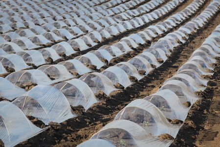 Field of watermelon and melon plants under small protective plastic greenhousesの写真素材