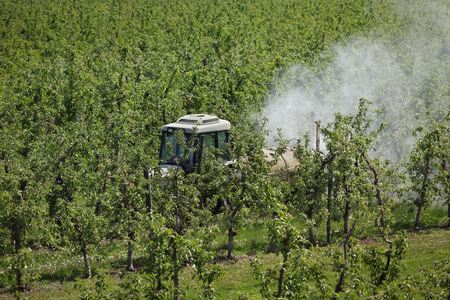Tractor using a air dust machine sprayer with a chemical insecticide or fungicide in apple orchard, agriculture in springの写真素材