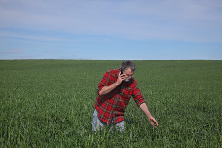 Farmer or agronomist  inspecting quality of wheat plants in field and speaking by mobile phone,...