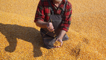 Corn harvest, farmer at heap of crop holding and pouring seed, closeup of hands with seed