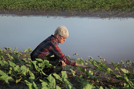 Female farmer examining young green sunflower plants in mud and water, damaged  field after floodの写真素材