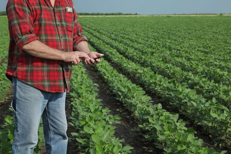 Farmer counting and typing to mobile phone in green cultivated soy field with dollar banknote in...