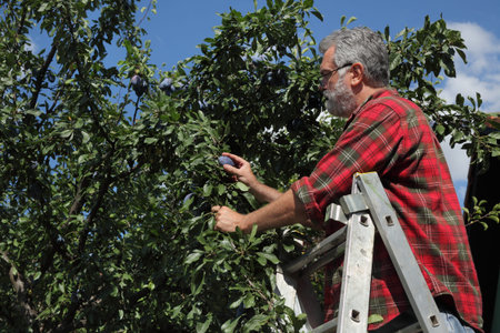 Farmer at ladder picking organic blue plums fruit from tree branch in orchard