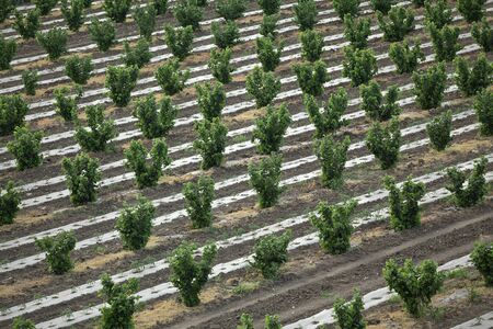 Aerial view of hazelnut trees rows in orchard with tomato plants between, spring timeの写真素材