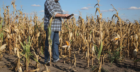 Farmer or agronomist examining corn plant in field after drought, harvest time