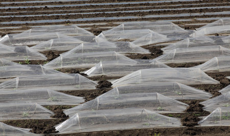 Field of watermelon and melon plants under small protective plastic greenhouses and stripes,...
