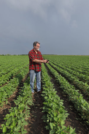 Agriculture, farmer or agronomist photographing soy bean plants in field, using mobile phone,...