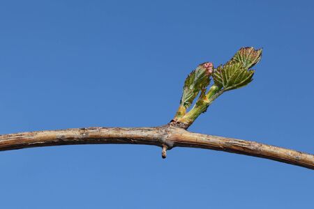 Closeup of green tender leaves of wine grape in spring with clear blue sky in backgroundの写真素材