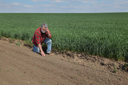 Farmer or agronomist  inspecting quality of sunflower sprouts with wheat field in background and...