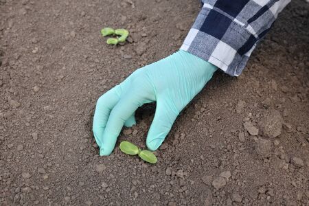 Farmer or agronomist  inspecting quality of sunflower sprout, closeup of hand in glove and plant, agriculture in springの写真素材