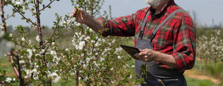 Agronomist or  farmer examining blossoming cherry trees in orchard, and holding tablet