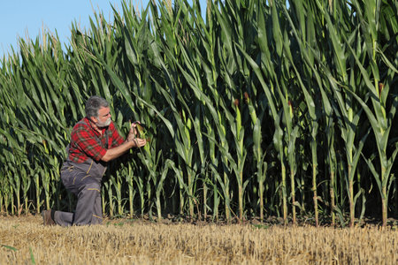 Farmer or agronomist kneeling and  inspecting quality of corn crop and  plants in field, agriculture...