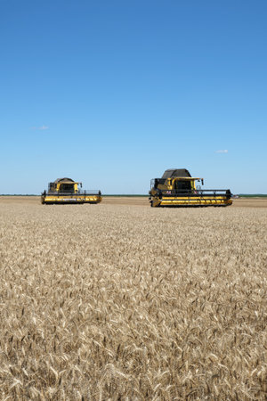 ZRENJANIN, BELGRADE, SERBIA - MAY 30 2020: New Holland combine in a wheat field ready for harvest in sunny summer day with clear blue sky.のeditorial素材
