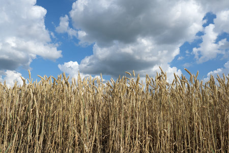 Wheat plants in field ready for harvest with blue sky and clouds, agriculture in summer