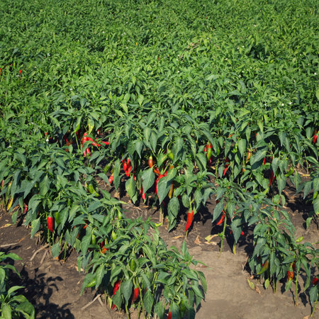 Agriculture, paprika plants in field with green leaves and red crop