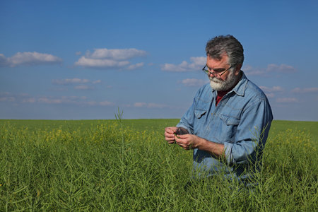 Agronomist or farmer examining canola crop in field with sky and clouds in background, rapeseed...