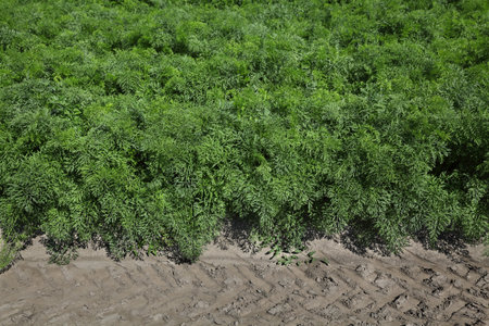 Agriculture, green leaves of carrot plants in field, early summer