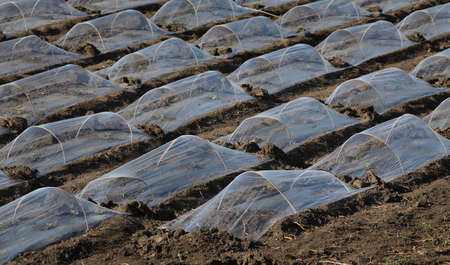 Field of watermelon and melon seedlings, plants under small protective plastic greenhouses and stripes, agriculture in springの写真素材