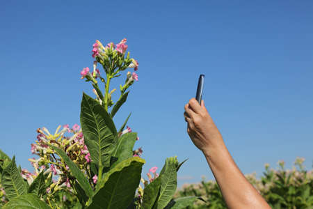 Female farmer or agronomist hand taking photo of tobacco plant using mobile phone camera, with clear blue skyの写真素材