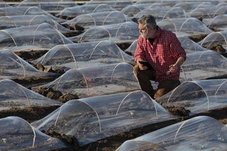 Ffarmer or agronomist inspecting watermelon or melon plant under small protective plastic greenhousesの写真素材