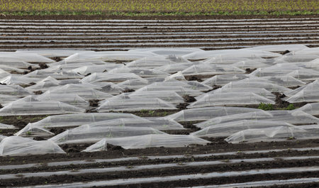 Field of watermelon and melon seedlings, plants under small protective plastic greenhouses and stripes, agriculture in springの写真素材