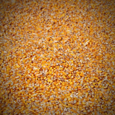 Corn background, heap of corn crop after harvest, selective focusの写真素材