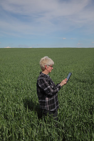 Female farmer or agronomist examining quality of crop in a green wheat in field using tablet,...